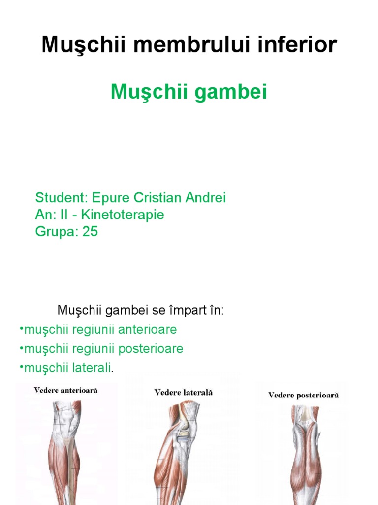 Muşchii Membrului Inferior - Epure | PDF