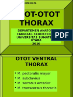 Otot Thorax