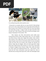 Download Ciri Morfologi Burung Maleo by Fitria M Fauzi SN313439623 doc pdf