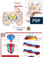 Neuroanatomía