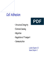 Cell Adhesion: - Structural Integrity - External Sensing - Migration - Regulation of Transport - Communication