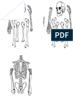 esqueleto grande recortable.doc