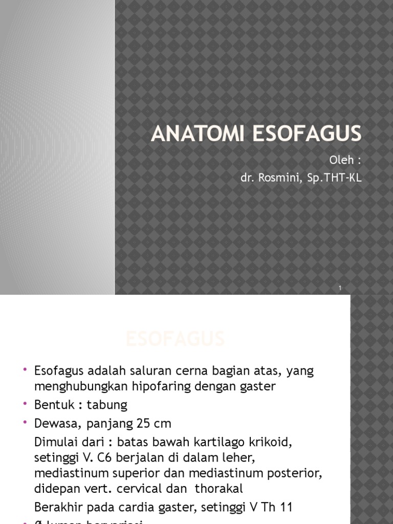 Anatomi dan Letak Esofagus | PDF