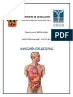 Anatomía Por Sistemas - Bloque VI PDF