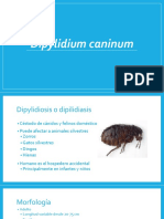 Dipylidium Caninum