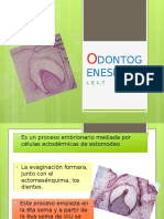 odontogenesis-140416172437-phpapp02