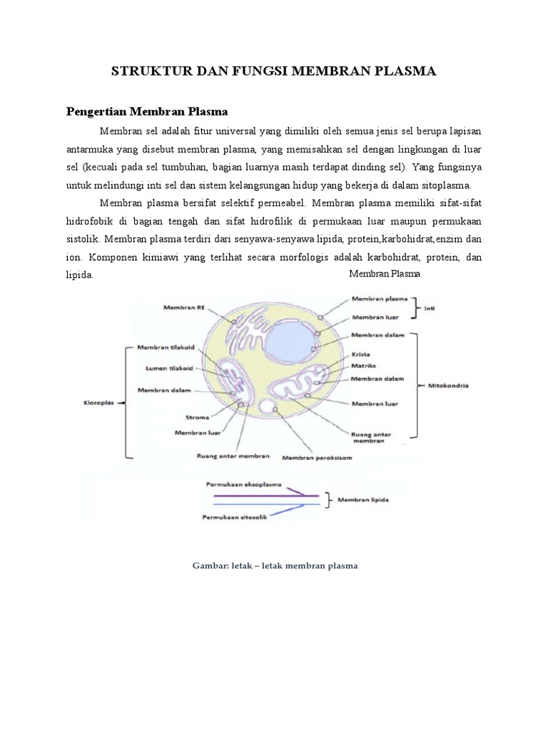 Struktur Dan Fungsi Membran Plasma | PDF