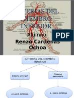 Arterias Del Miembro Inferior