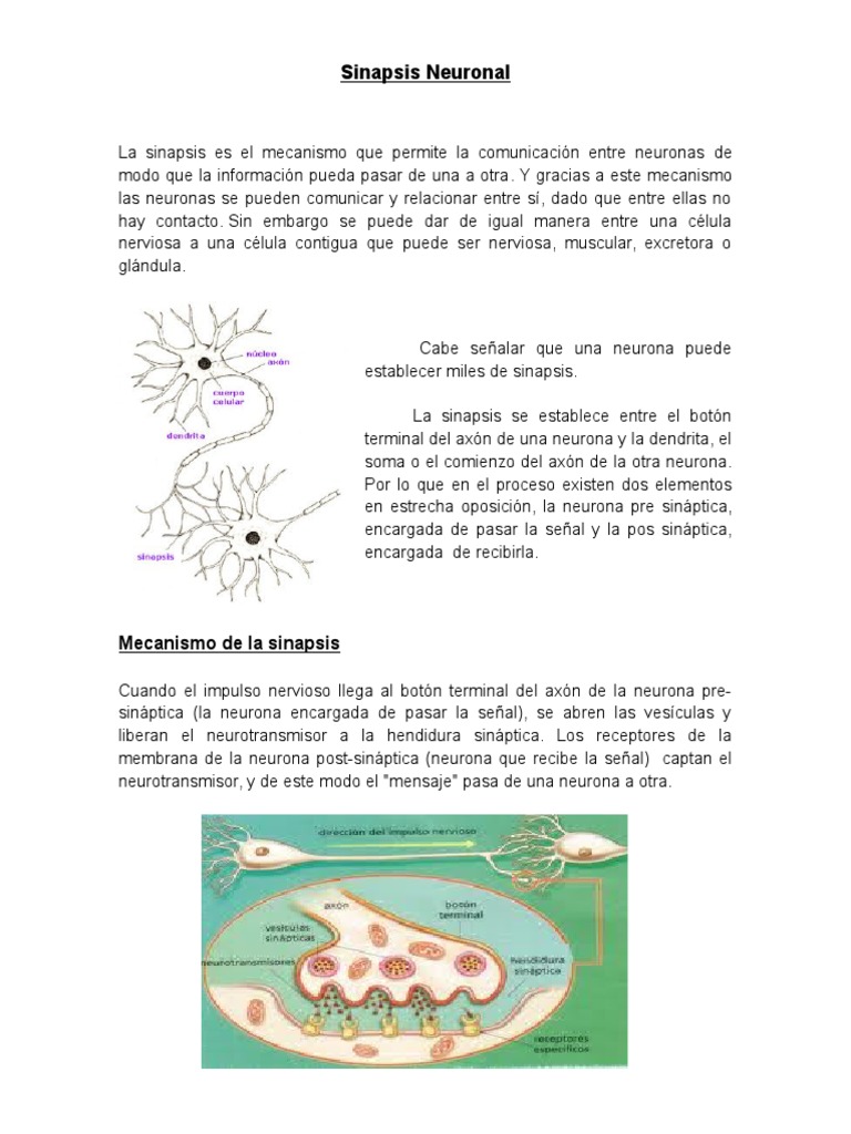 Mecanismo y Tipos de Sinapsis Neuronal | PDF | Sinapsis | Neurotransmisor