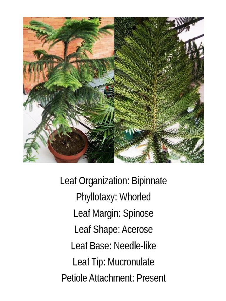 Group 2 Botany | PDF | Poetry