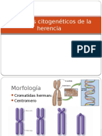 Citogenética Herencia