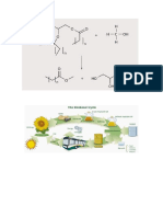 Biodiesel