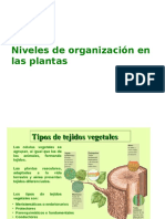 Niveles de Organizacion en Las Plantas