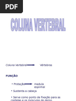 Co Luna Vertebral
