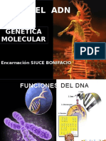 Funcion genética del ADN  y Mutación