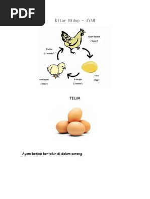 Kitar Hidup Ayam Pdf