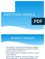 Identifikasi Skapula