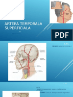 Artera Temporala Superficiala