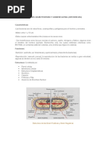 Bacterias Gram Positivas y Gram Negativa