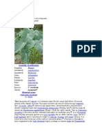 Scientific Classification: Plantae Angiosperms Monocots Alismatales Araceae Aroideae Colocasieae