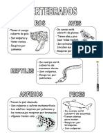 Animales Vertebrados Clasificación 2 (1)