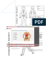 Actividades Primaria Cuerpo Humano