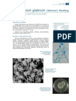 Penicillium Glabrum: (Wehmer) Westling