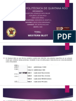 Western Blot