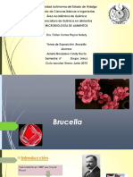 Brucella