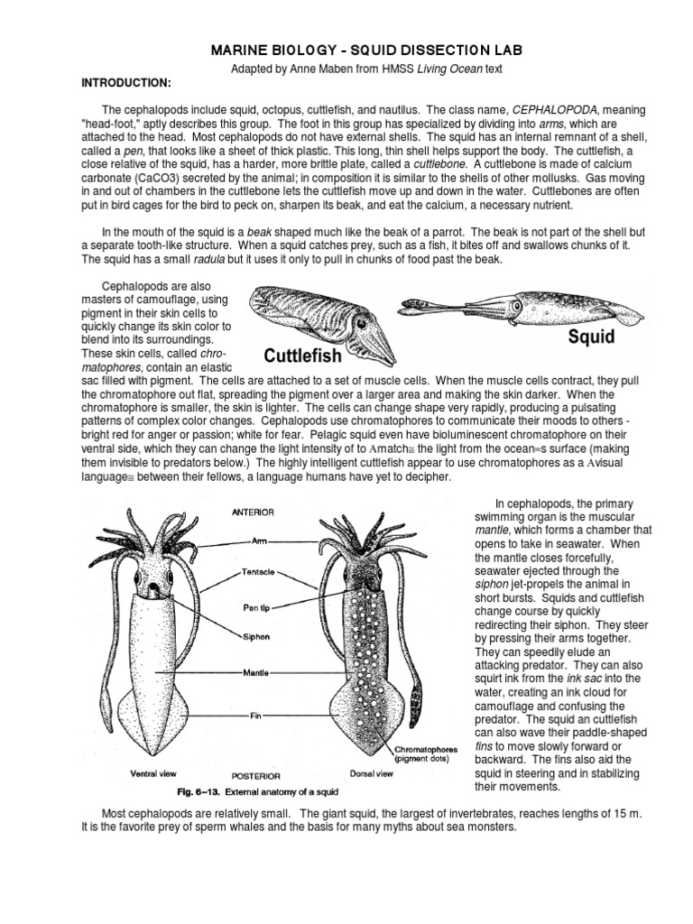 Squid Lab Guide 1 | PDF | Zoology | Nature