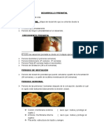 Desarrollo Prenatal