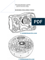 Celula Animal y Vegetal