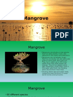 Mangrove