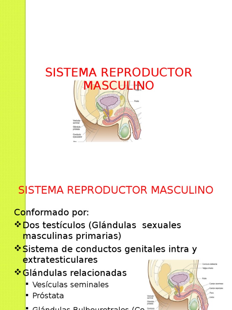 Sistema Reproductor Masculinoppt Testículo Semen