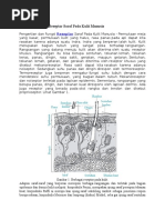 Download Pengertian Fungsi Reseptor Saraf Pada Kulit Manusia by riko SN314154309 doc pdf