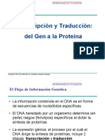 Transcripcion y Traduccion (Del Gen a La Proteina)