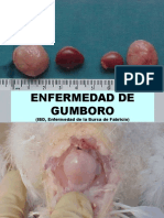 Enfermedad de Gumboro (IBD