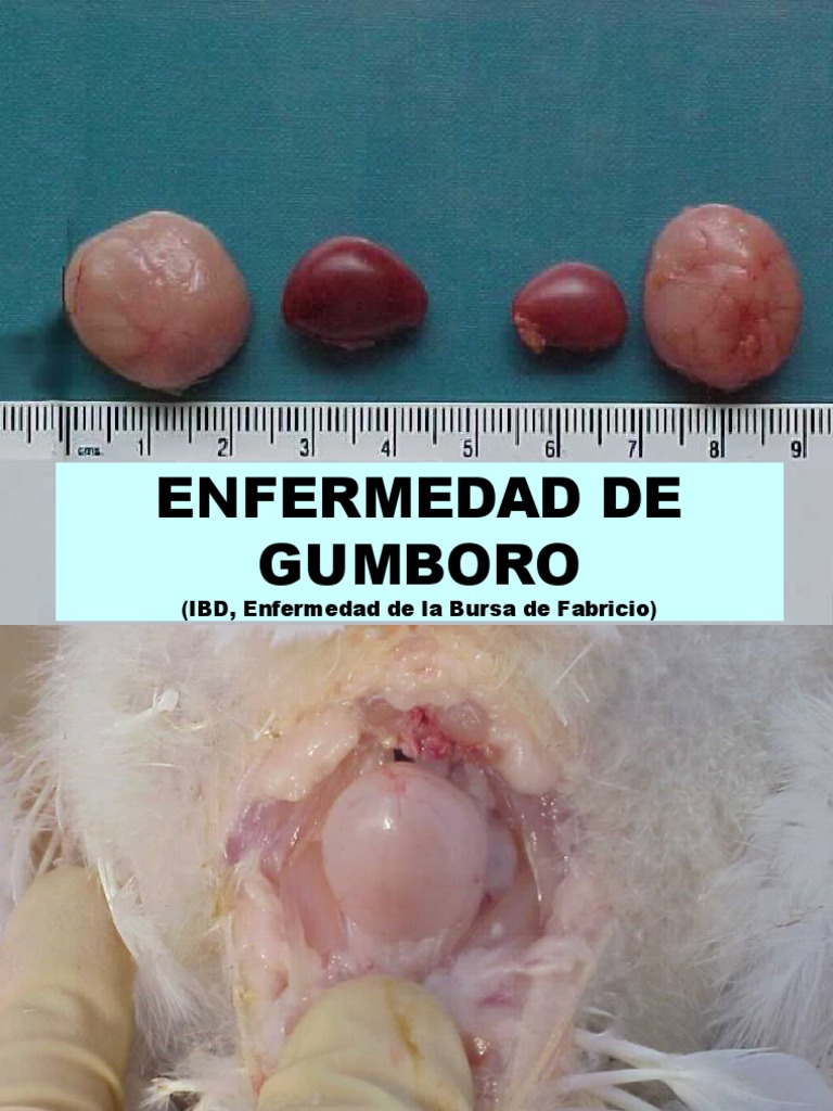 Gumboro en Aves | Virus | Salud pública | Prueba gratuita ...