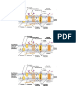 Membrana Celular ( Estructura )