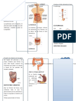 Triptico Sistema Digestivo