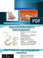 Trichocefalosis o Infestacion Por Trichuris