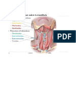 Musculo Intrinsecos y Extrinsecos de La Laringe