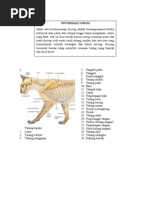 Rangka Kucing  PDF