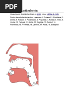 Punto de Articulación