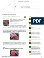 Package of Practices of Commercial Rose