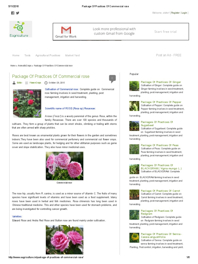 Package of Practices of Commercial Rose | PDF | Rose | Horticulture And ...