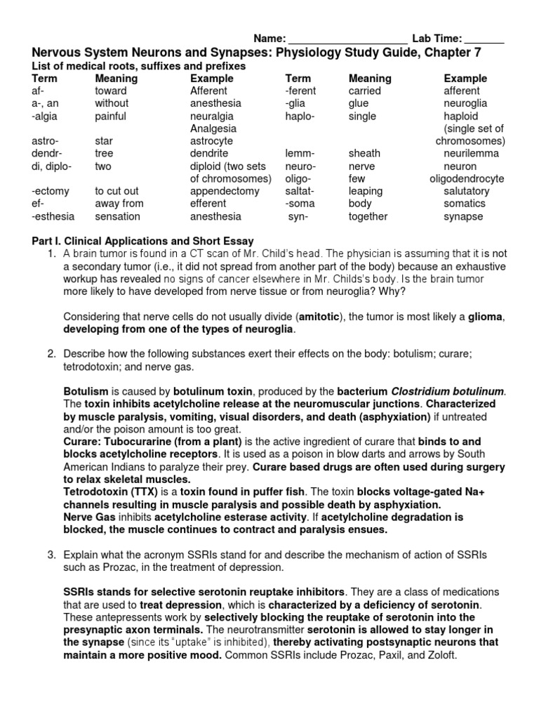 Physiology Study Guide CH 7 Nervous System Neurons Key | PDF | Action ...