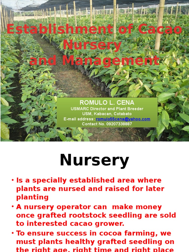 Establishment of Cacao Nursery and Management Grafting Seed