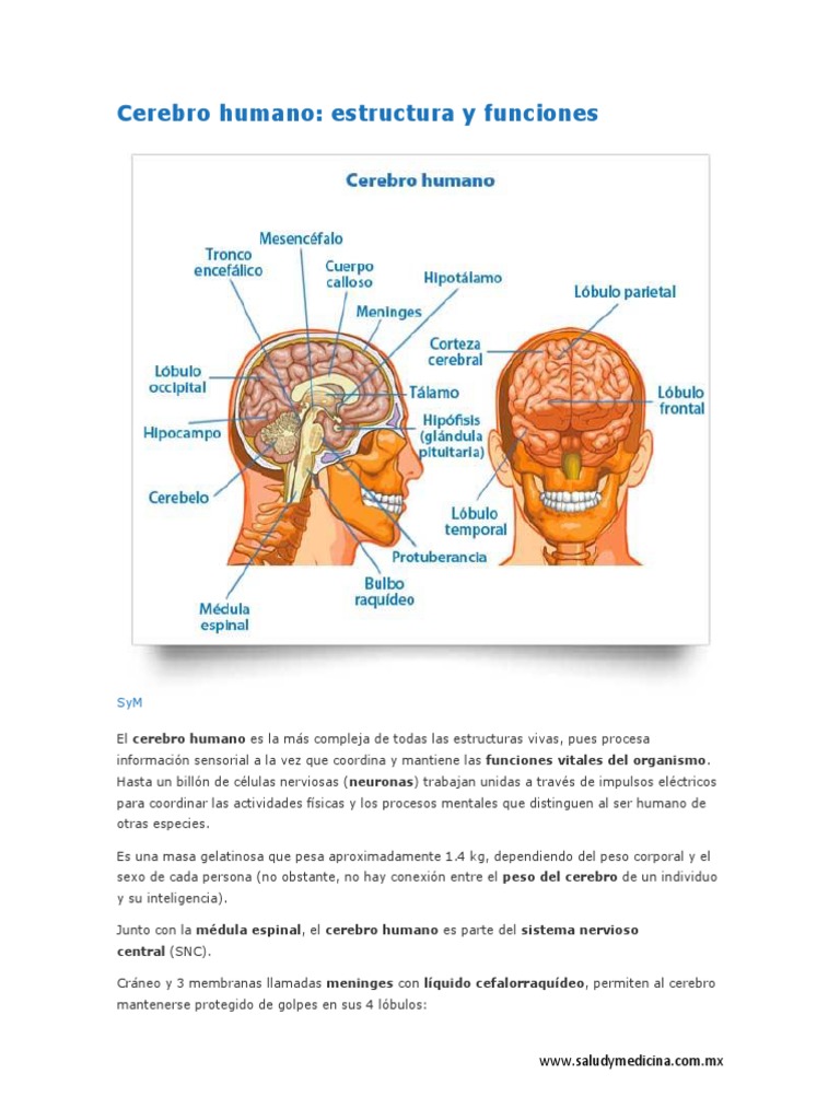 Líquido cefalorraquídeo: anatomía y funciones | Kenhub, image size:768x1024