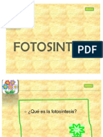 fotosintesis